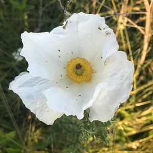 Meet your Posher, Valenzuela